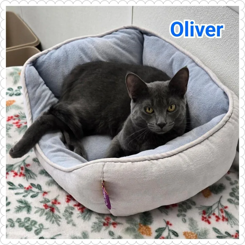 Oliver thumbnail 4