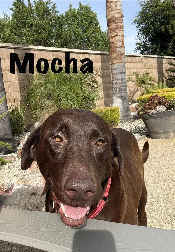 An adult large-sized female Brown / Chocolate Labrador Retriever dog named Mama Mocha for adoption in Pleasant Hill, CA
