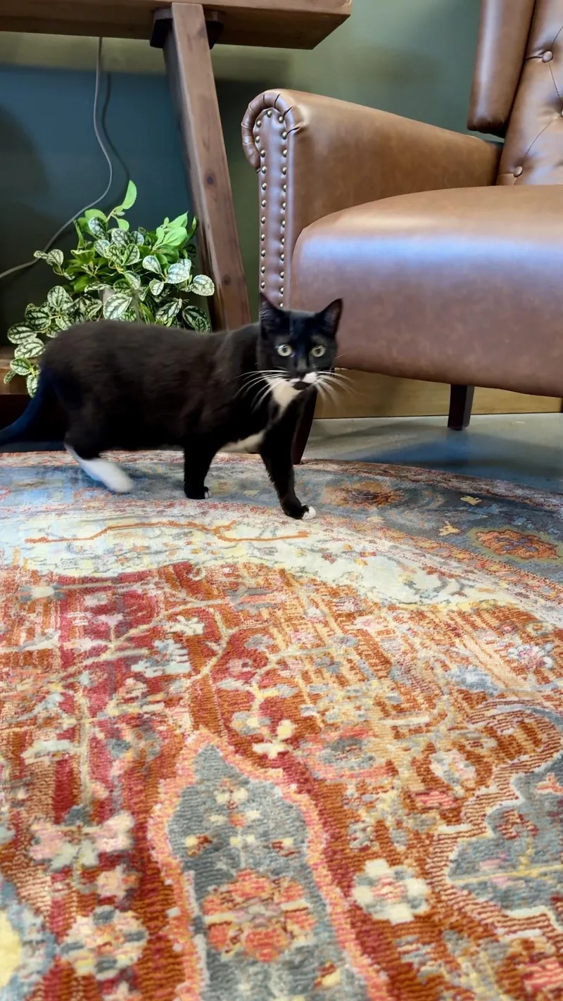 An adult medium-sized female Black & White / Tuxedo Domestic Short Hair cat named Cookie for adoption in Seattle, WA