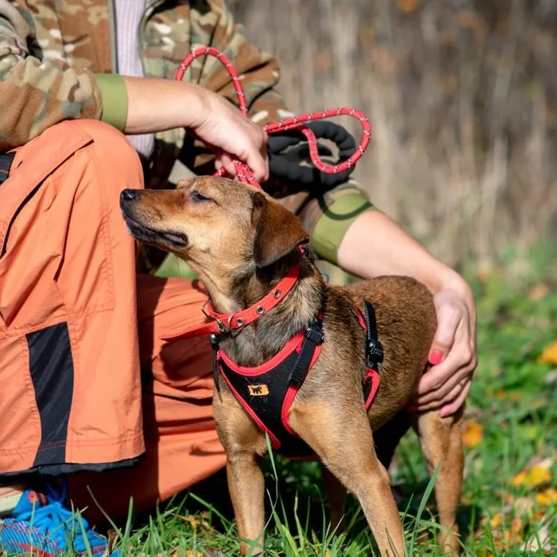 A young small-sized female Brown / Chocolate Chihuahua dog named Linda for adoption in Morristown, NJ