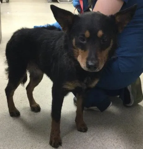 An adult medium-sized female Australian Cattle Dog / Blue Heeler dog named Mary for adoption in Riverside, CA
