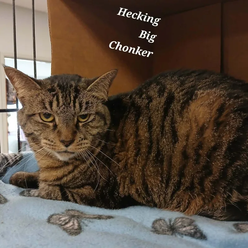 An adult small-sized female Brown / Chocolate Domestic Short Hair cat named Heckin' Big Chonker for adoption in Richmond, IN
