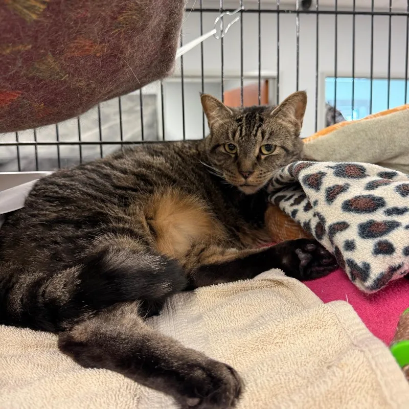 Heckin' Big Chonker thumbnail 2