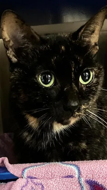 Peaches thumbnail 2