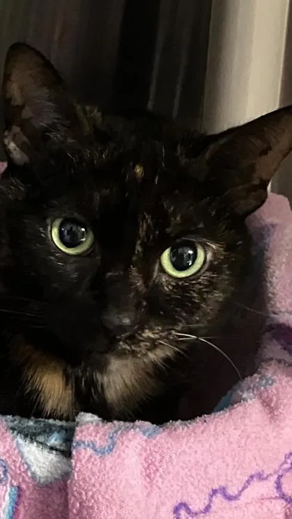 Peaches thumbnail 3