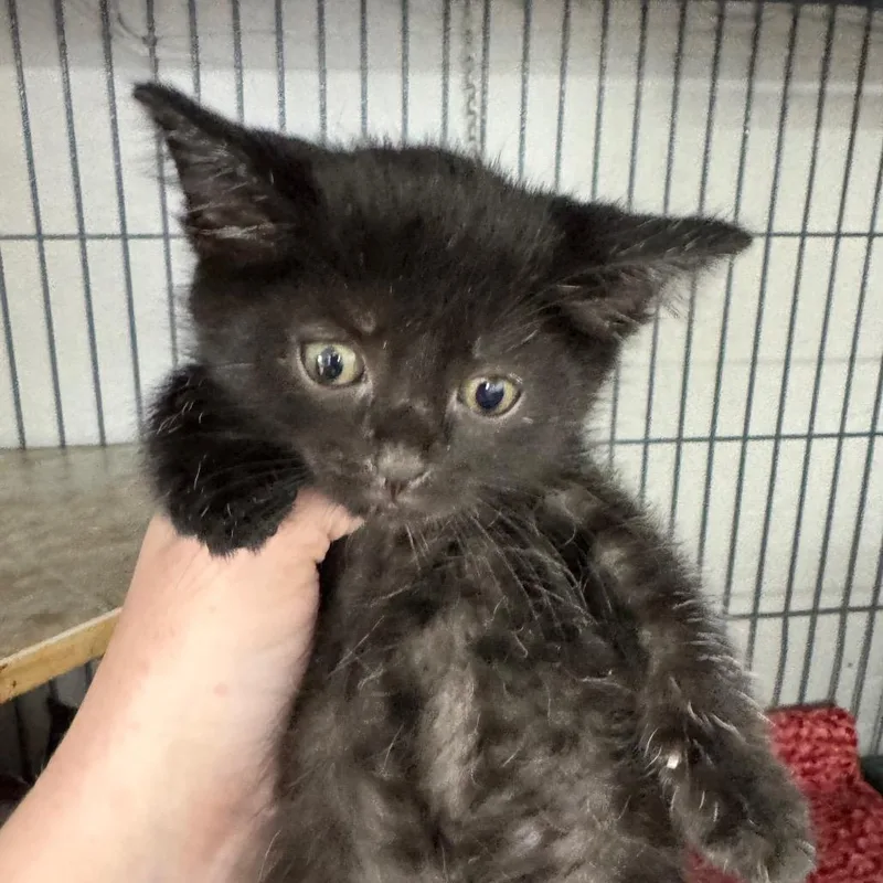 A baby small-sized male Black Norwegian Forest Cat cat named Rocky Lee Tank for adoption in Mount Vernon, IL