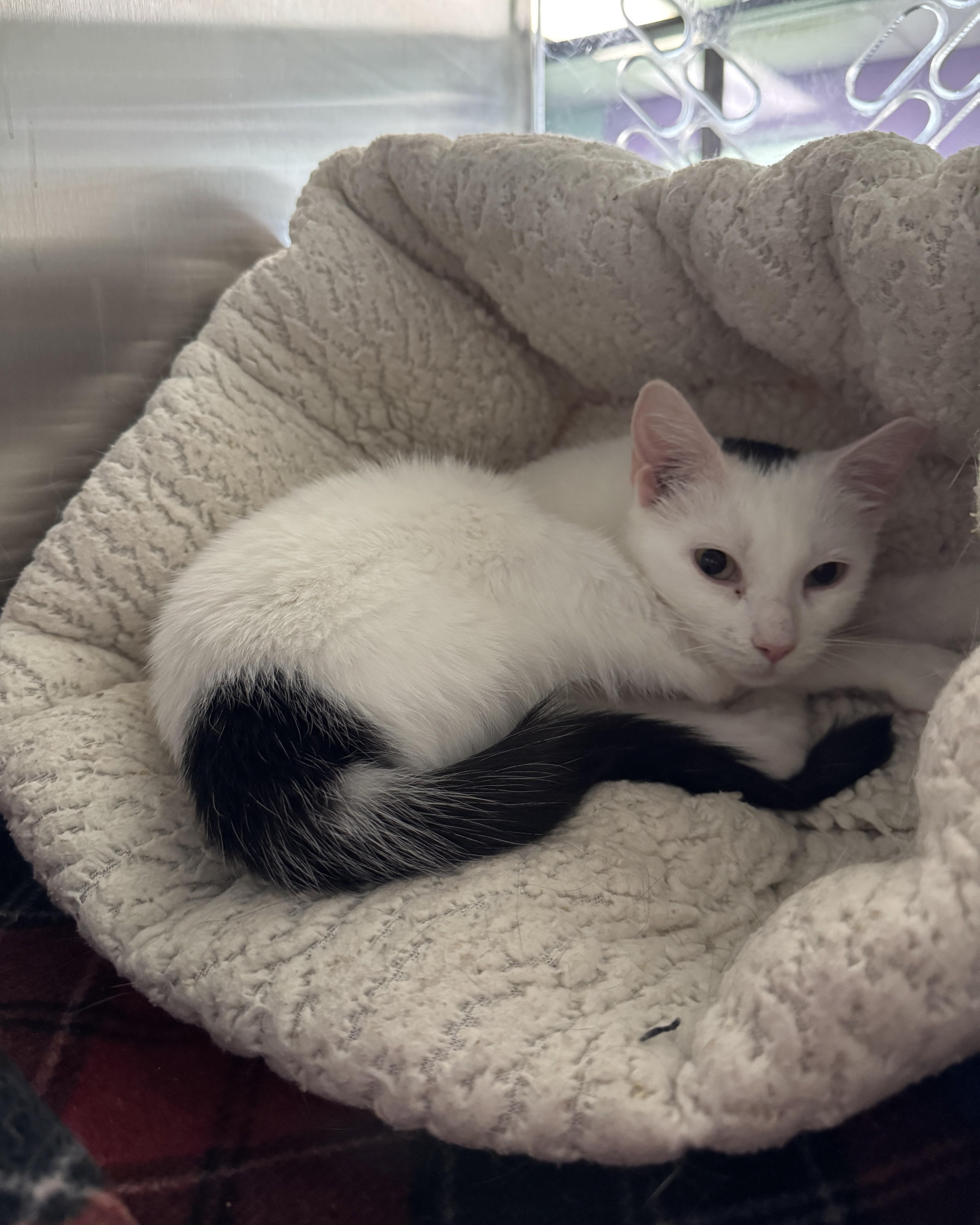 A young medium-sized female Black Domestic Short Hair cat named Panini for adoption in Seneca, PA