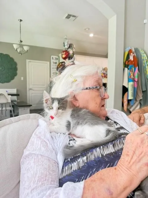 A baby medium-sized male Gray & White Domestic Medium Hair cat named Meeko for adoption in Houston, TX