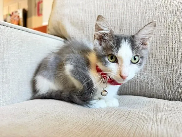 Meeko thumbnail 2