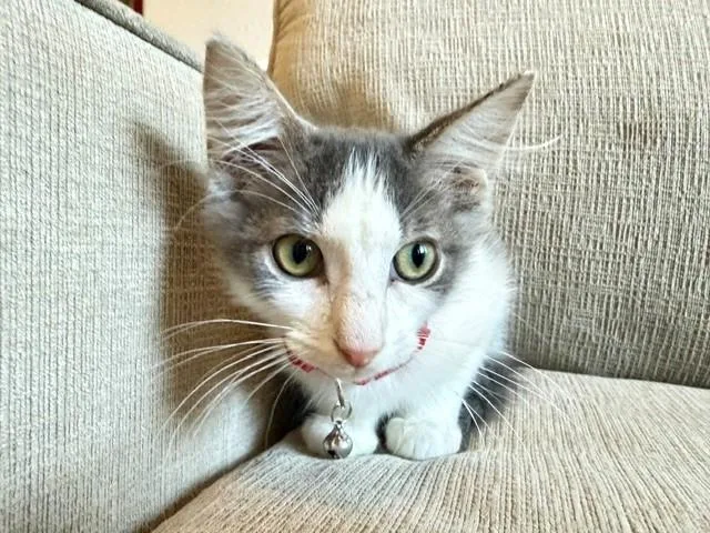 Meeko thumbnail 3