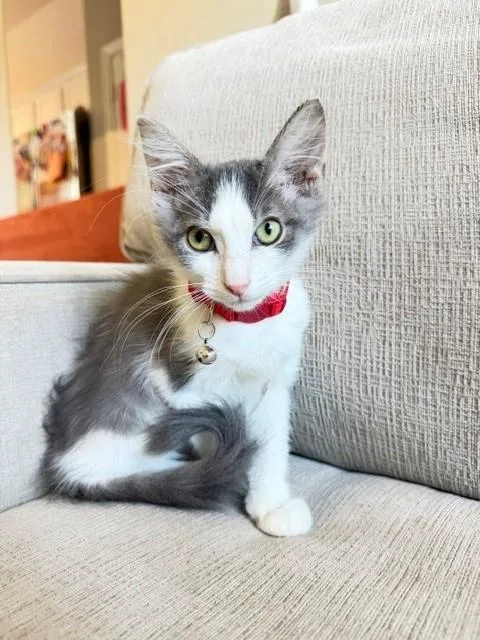 Meeko thumbnail 4
