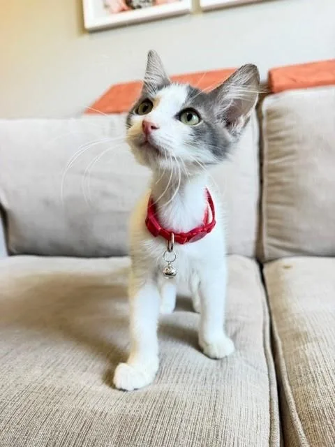 Meeko thumbnail 5