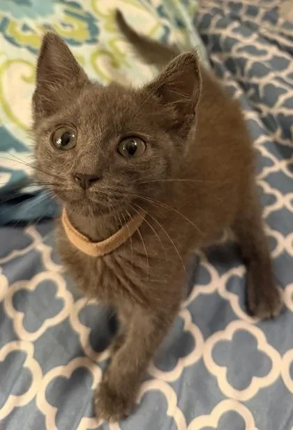 A baby small-sized male Domestic Short Hair cat named Heath for adoption in Lawrenceville, GA