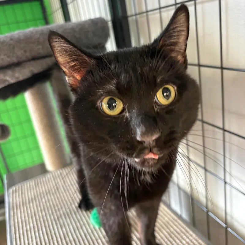 An adult medium-sized male Black Domestic Short Hair cat named Drama Llama for adoption in St. Paul, MN