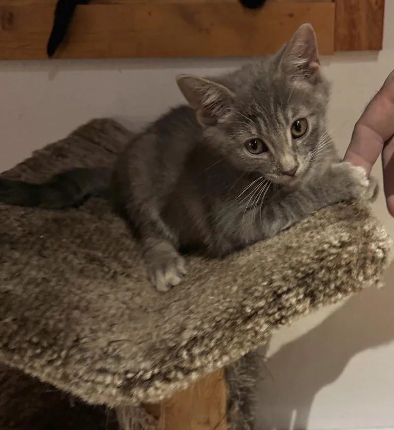 Pesto thumbnail 2