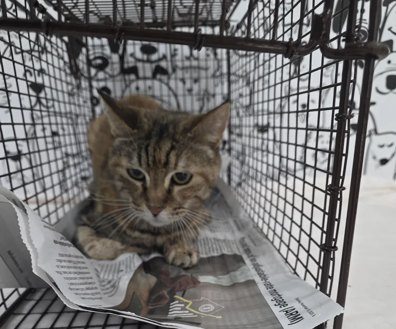 A senior large-sized female Domestic Short Hair cat named Rosy for adoption in San Pedro, CA