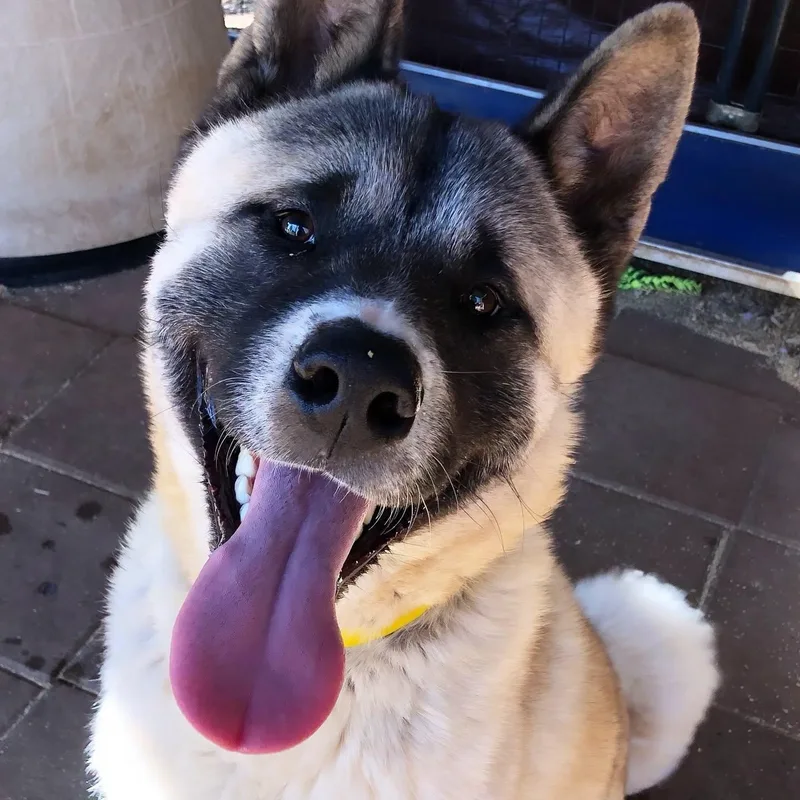 A young large-sized male Akita dog named Archer for adoption in Romoland, CA