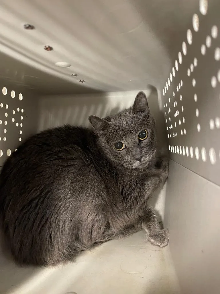 A senior small-sized female Domestic Short Hair cat named Charlie for adoption in Thousand Oaks, CA