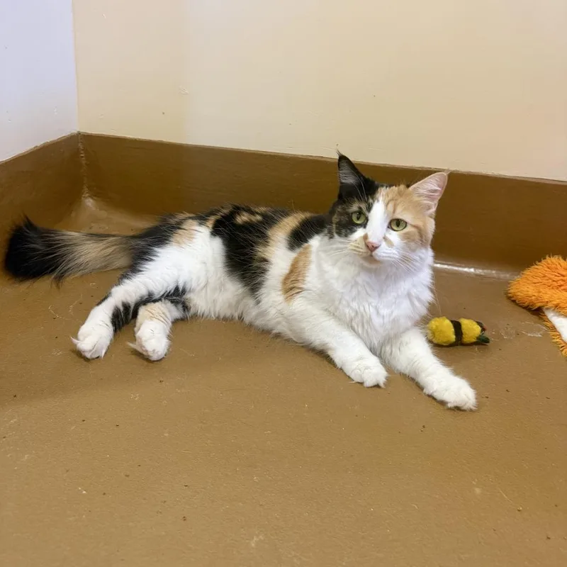 An adult medium-sized female Calico Domestic Short Hair cat named Momma for adoption in Agoura Hills, CA