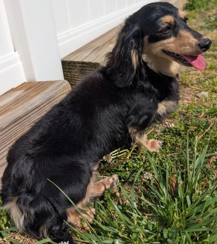 An adult small-sized female Black Dachshund (Long Haired) dog named Skylar In Tn for adoption in Shelbyville, TN