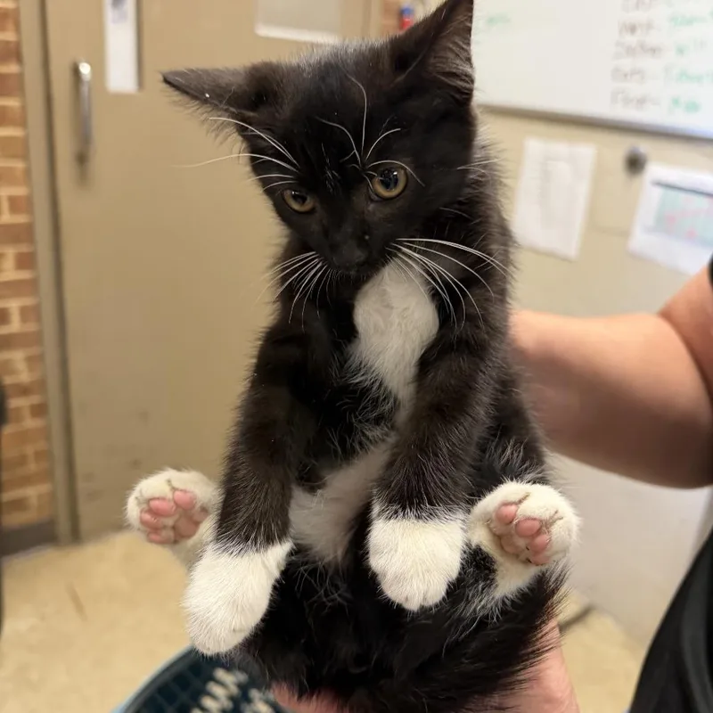 A baby small-sized male Black Domestic Short Hair cat named Dakota for adoption in Birmingham, AL
