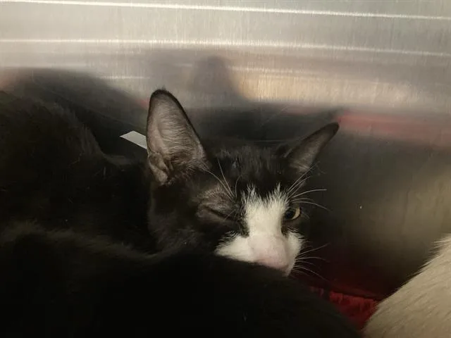 A young small-sized male Domestic Short Hair cat named Duck for adoption in Tustin, CA
