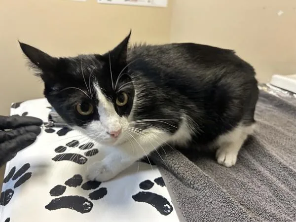 An adult small-sized female Domestic Short Hair cat named Lumi for adoption in Oceanside, CA