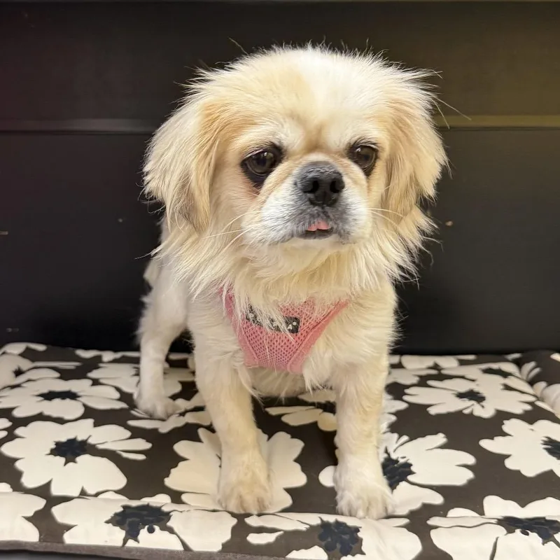 An adult small-sized female White / Cream Japanese Chin dog named China for adoption in Cedar Park, TX