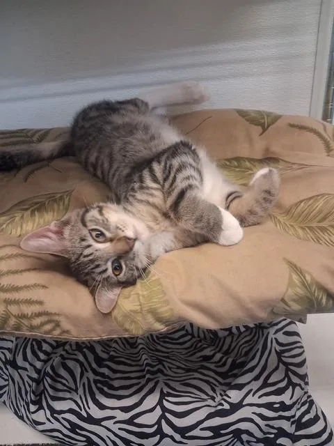 A baby medium-sized male Domestic Short Hair cat named Greg for adoption in Hot Springs, SD