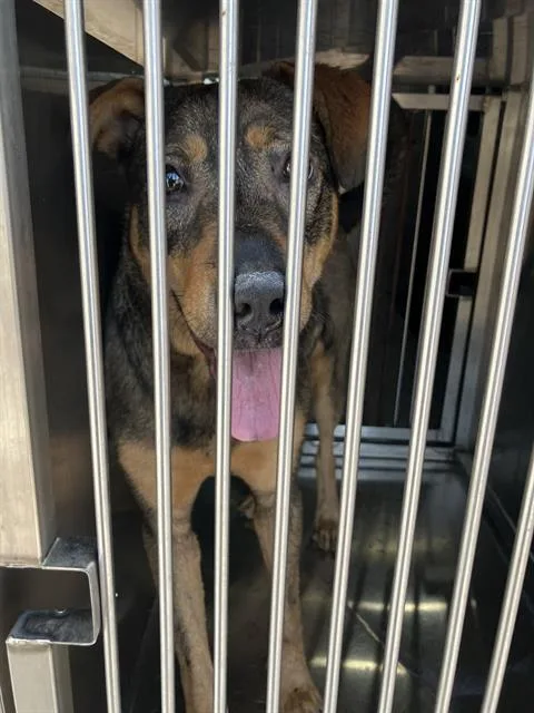 A young medium-sized female Mixed Breed dog named Rella for adoption in Dallas, TX