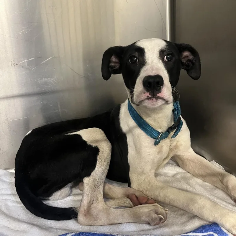 A young medium-sized male White / Cream Mixed Breed dog named Homer for adoption in Columbus, GA