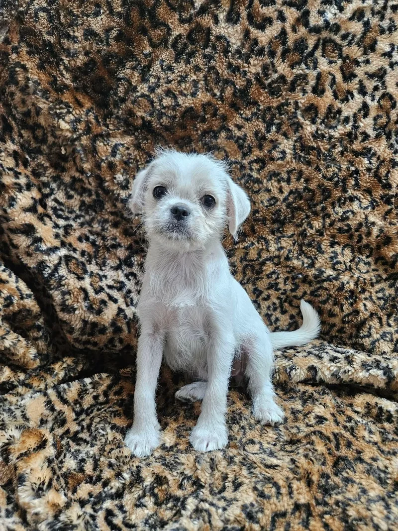 A baby small-sized female Pug dog named Janet for adoption in El Centro, CA