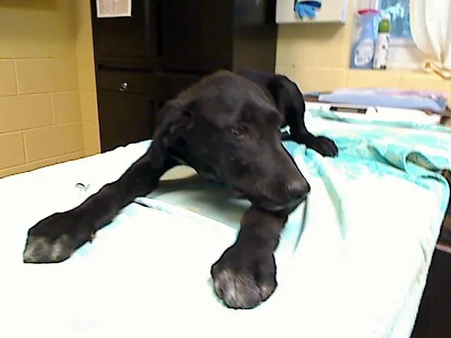 A baby medium-sized male German Shorthaired Pointer dog named Xia for adoption in Cookeville, TN