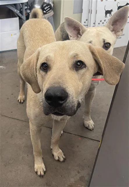 A young large-sized male Mixed Breed dog named Helios for adoption in Dallas, TX