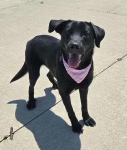 A young medium-sized female Labrador Retriever dog named Butters for adoption in Bucyrus, OH