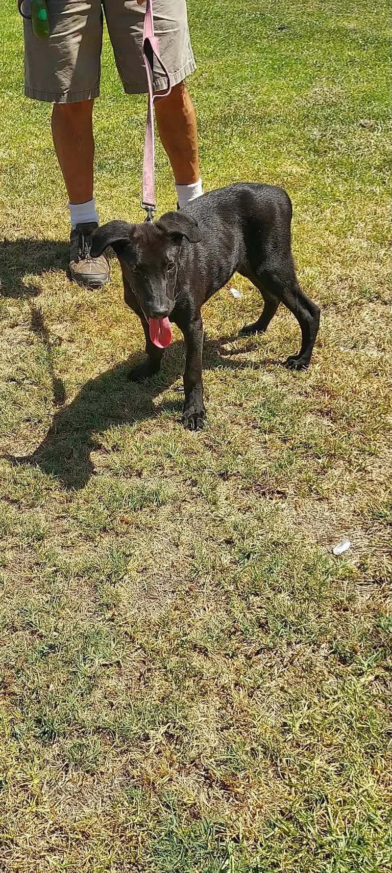 A young large-sized male Labrador Retriever dog named Cedric for adoption in San Diego, CA