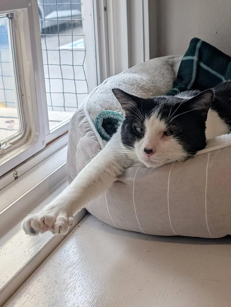 An adult large-sized male Black & White / Tuxedo Domestic Short Hair cat named Toebias for adoption in Vancouver, WA