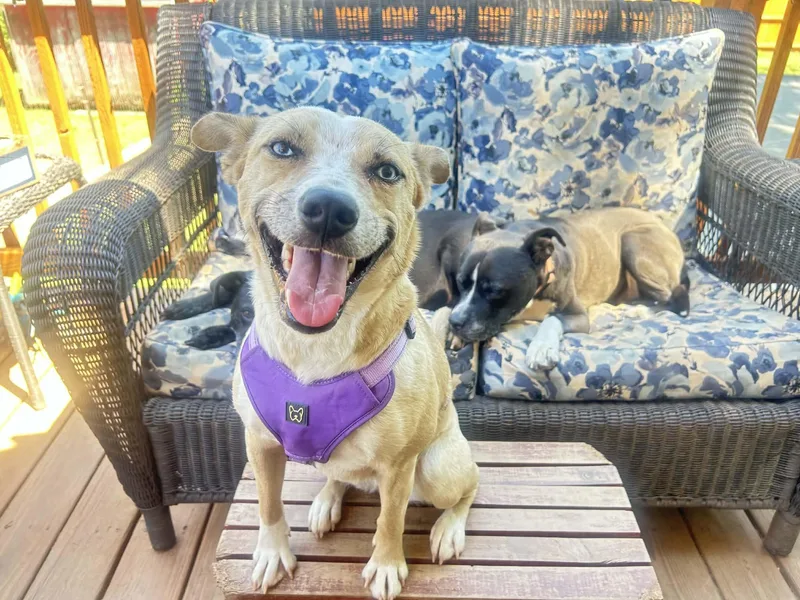 A young medium-sized female Apricot / Beige Australian Cattle Dog / Blue Heeler dog named Summer for adoption in Atlanta, GA