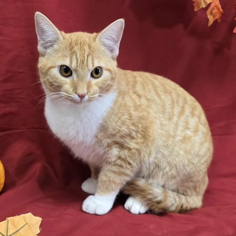 A young medium-sized male Tabby (Orange / Red) Domestic Short Hair cat named Wasabi for adoption in Payson, AZ