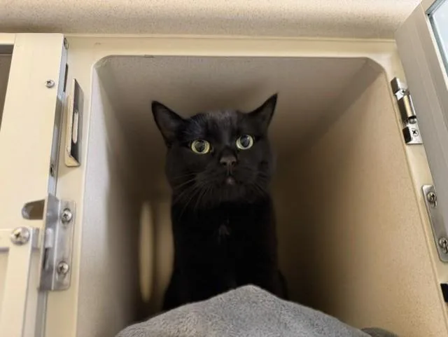 An adult small-sized female Domestic Short Hair cat named Nipsey for adoption in Denver, CO