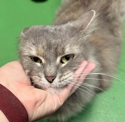 An adult small-sized female Domestic Medium Hair cat named Soraya for adoption in New Albany, IN