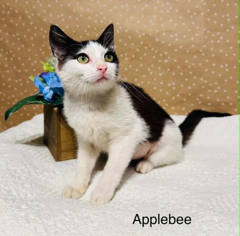 Applebee thumbnail 4