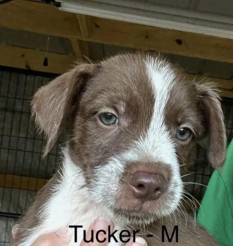 Tucker
