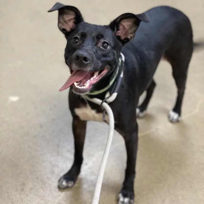 A young medium-sized female Black Pit Bull Terrier dog named Valentina for adoption in Riverside, CA