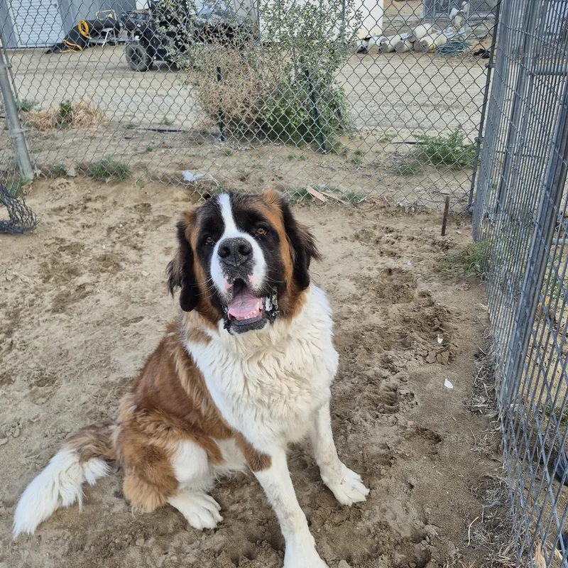A young extra large-sized male Bicolor Saint Bernard dog named Mack for adoption in Sparks, NV