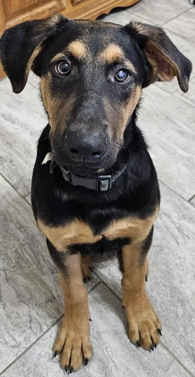 A young large-sized male German Shepherd Dog dog named Merlin for adoption in Cincinnati, OH
