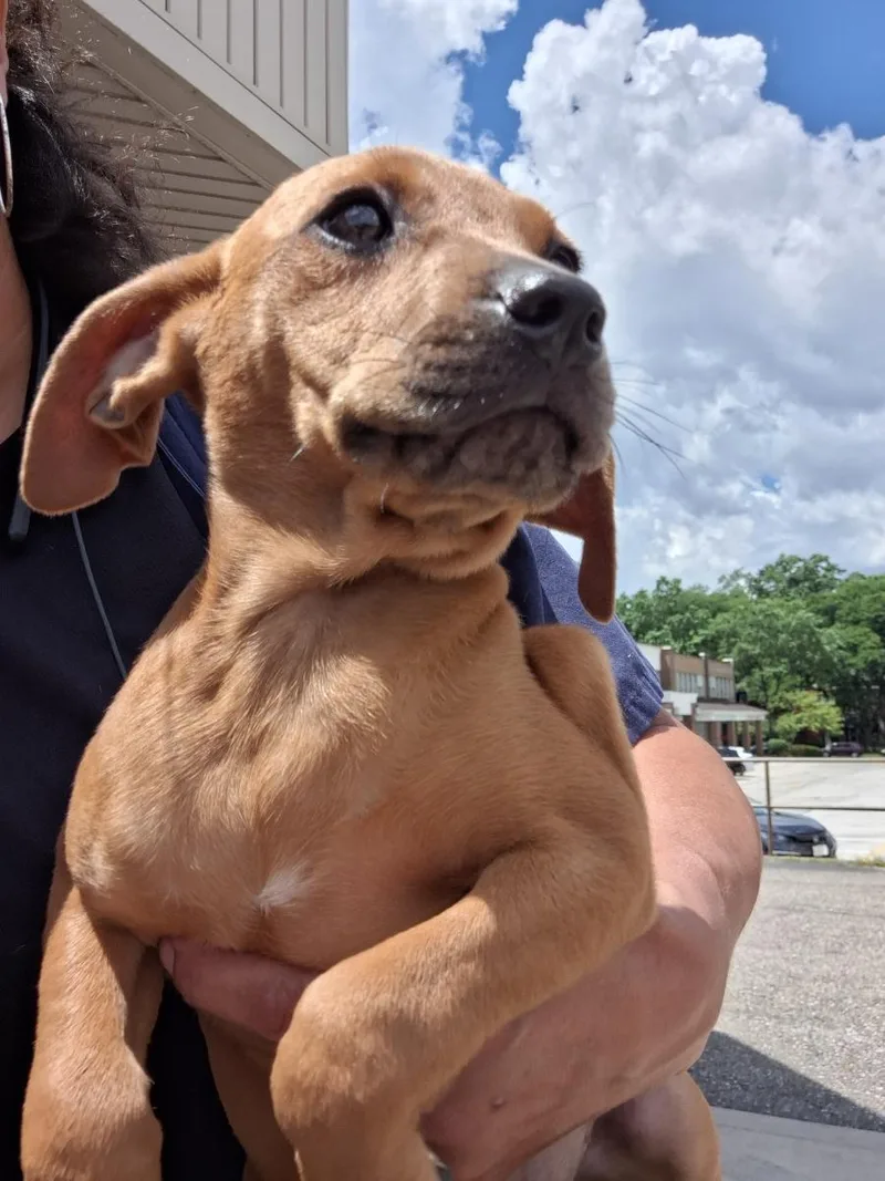 A baby medium-sized female Red / Chestnut / Orange Mixed Breed dog named Tink for adoption in Parma, OH