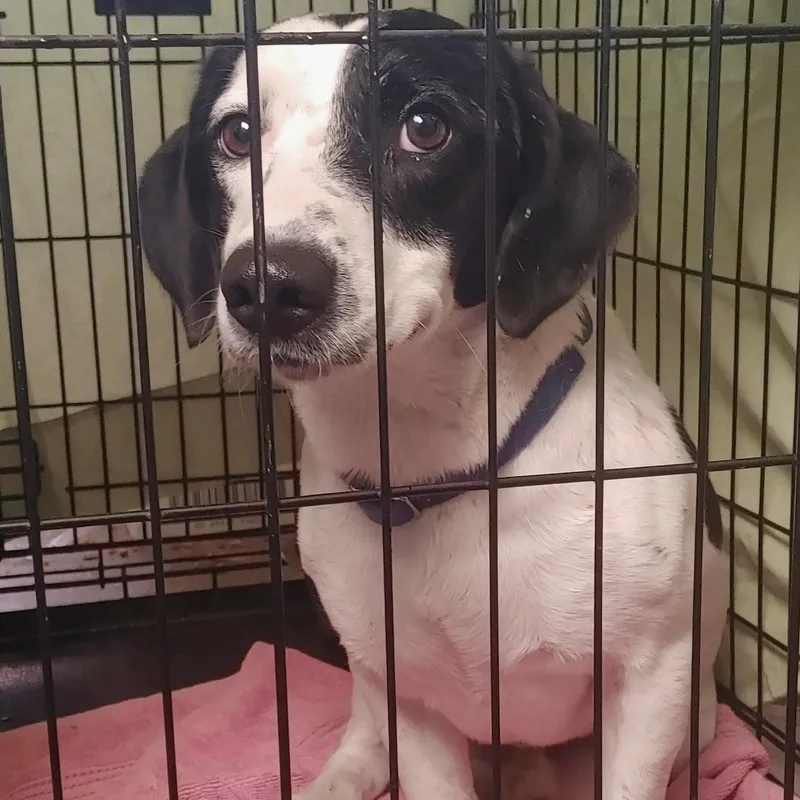 An adult medium-sized male Black Basset Hound dog named Snoopy for adoption in Columbia, SC