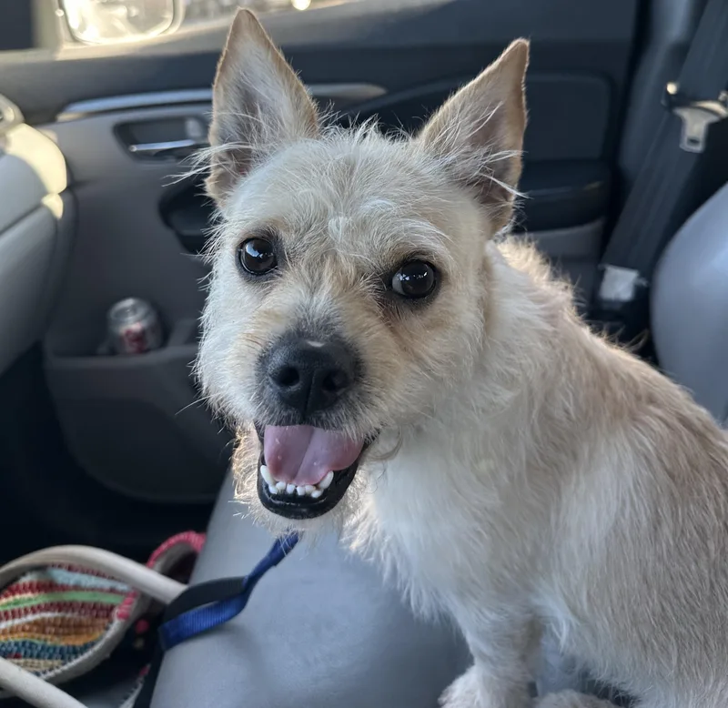 An adult small-sized male Cairn Terrier dog named Morton "Mo" for adoption in Rock Hill, SC