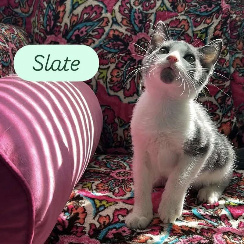Sloane & Slate thumbnail 3